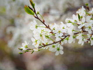 Beautiful plum blossom