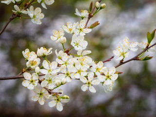 Beautiful plum blossom