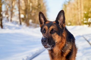 Dog German Shepherd on the railway road in a winter day