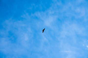 大空を飛ぶ鳥