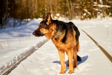 Dog German Shepherd on the railway road in a winter day