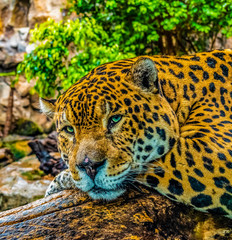 Jaguar Loro Park