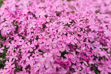 flowering plants flowering trees
