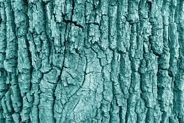 Bark of old big oak tree texture in cyan tone.