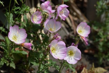 Pinkladies / Oenothera speciosa