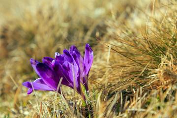 Purple Flowers Crocuses in grass under sunlight. Close up.