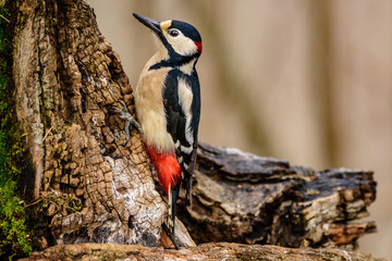 Picchio rosso