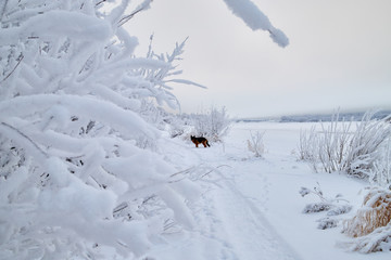 Snowy road with german shepherd on it among the trees covered with frost on a winter