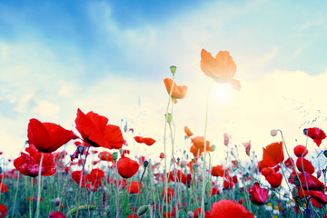Fototapeta na wymiar Wild poppy flowers on blue sky background and sunlight.