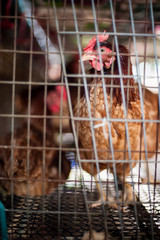 Red egg chickens in layer cage