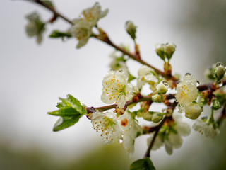 Beautiful plum blossom after rain with raindrops