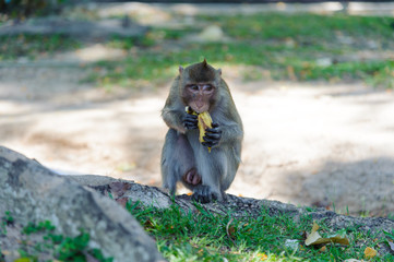 Macaque eating food