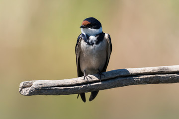 Hirondelle à gorge blanche,.Hirundo albigularis, White throated Swallow © JAG IMAGES
