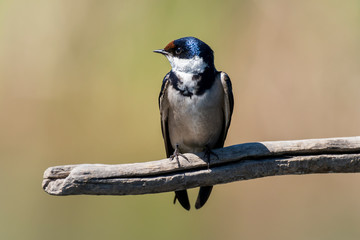 Hirondelle à gorge blanche,.Hirundo albigularis, White throated Swallow © JAG IMAGES