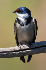 Hirondelle à gorge blanche,.Hirundo albigularis, White throated Swallow