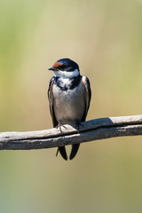 Hirondelle à gorge blanche,.Hirundo albigularis, White throated Swallow © JAG IMAGES