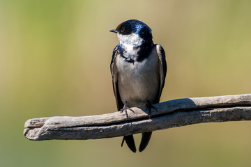 Hirondelle à gorge blanche,.Hirundo albigularis, White throated Swallow © JAG IMAGES