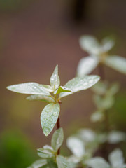 Raindrops on leaves
