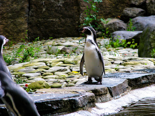 Penguin looks around. Beautiful standing penguin alone.