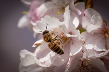 Honigbiene Kirschblüte