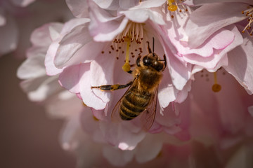 Honigbiene Kirschblüte