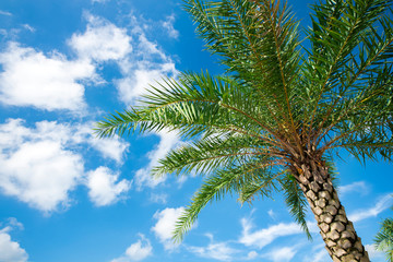 Fototapeta na wymiar Palm trees are under the blue sky and white clouds.
