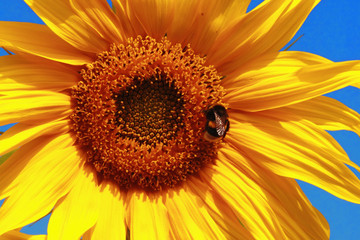 Naklejka premium Wild nature. Bumblebee sitting on blossoming sunflower