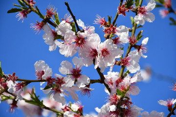 blühender kirschbaum sakura unter blauem himmel