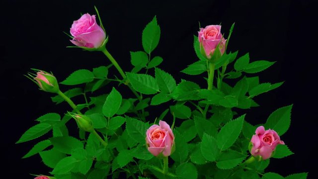 バラの開花（タイムラプス）