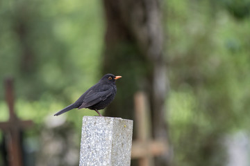 Turdus merula (blackbird)