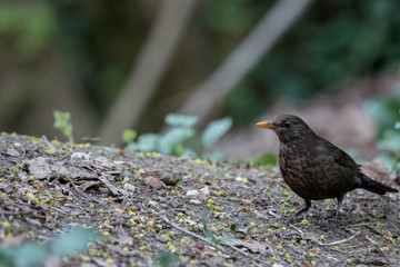 Turdus merula (blackbird)