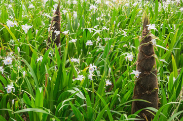 春の竹林　タケノコ