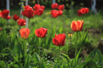 Blooming red tulips on a bed in the garden.