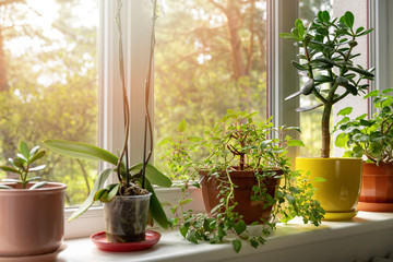 potted indoor plants on sunny home windowsill - obrazy, fototapety, plakaty