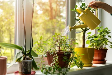Keuken spatwand met foto hand with water can watering indoor plants on windowsill © ronstik