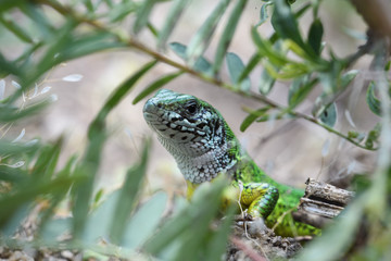 European green lizard watching