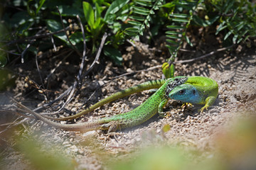 Fototapeta premium European green lizard couple love