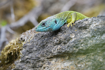 European green lizard on stone