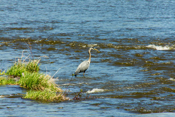 Great blue heron seen in profile wading in the Lachine rapids during a sunny early spring morning, Montreal, Quebec, Canada