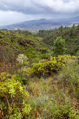 Obraz premium Lush vegetation under the Teide National Park at a height of 1000-2000 m