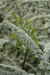 White small flowers close up on a blurred background..