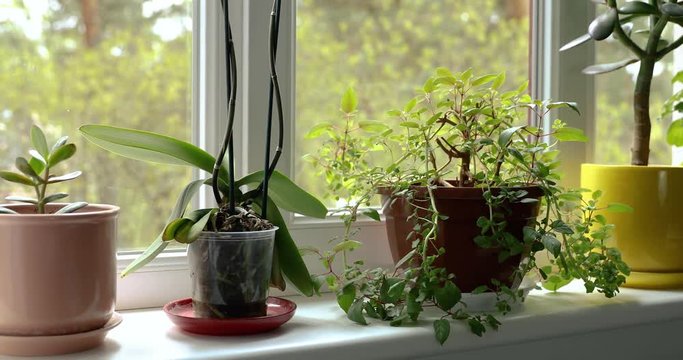 potted indoor plants on sunny home windowsill