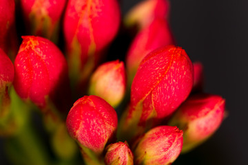 Closed small red flowers