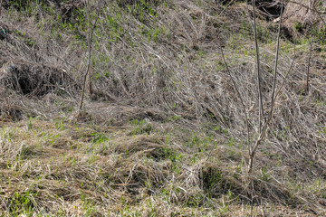 The first spring leaves sprout through last year dry grass