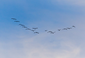 A flock of birds fly south on a blue sky