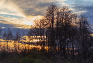 Naklejka premium Tree branches at sunset in autumn