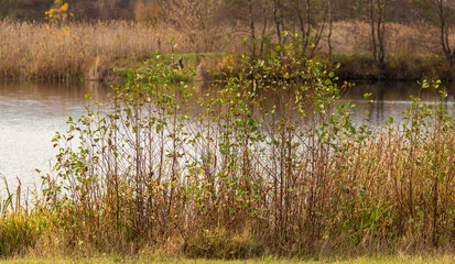 Pond in nature in autumn