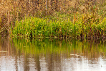 Grass and reed with reflection in the pond