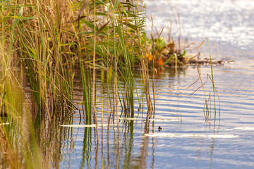 Grass and reed with reflection in the pond