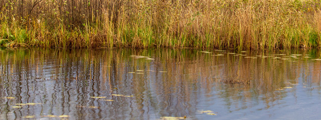 Grass and reed with reflection in the pond